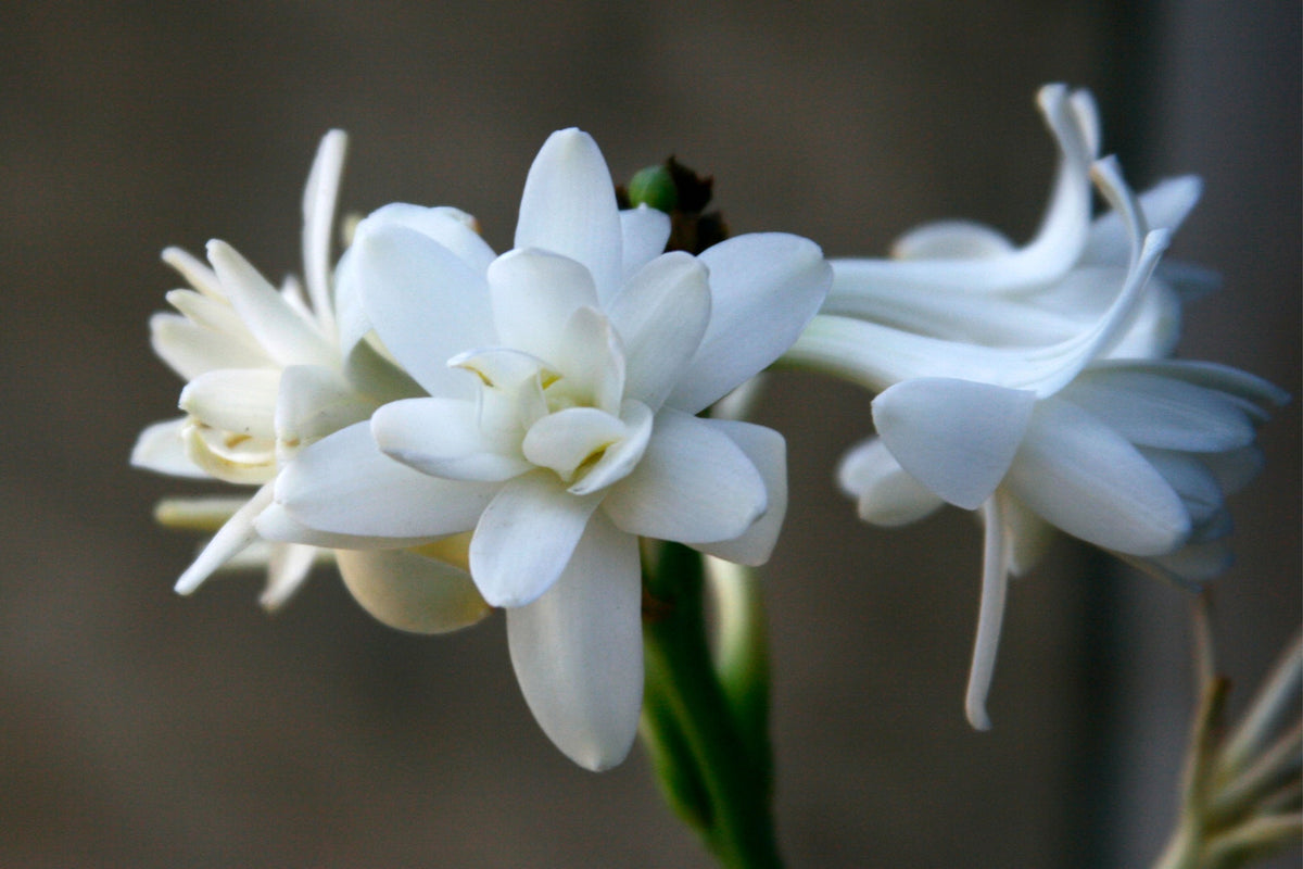 The Bone Flower at Midnight: Tuberose The Most Haunting Aphrodisiac in the Apothecary