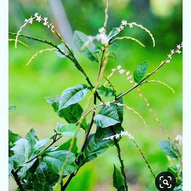 Guinea Hen Weed (Anamu) — Jamaican Bush Tea, Loose Leaf · Dr. Henry Lowe